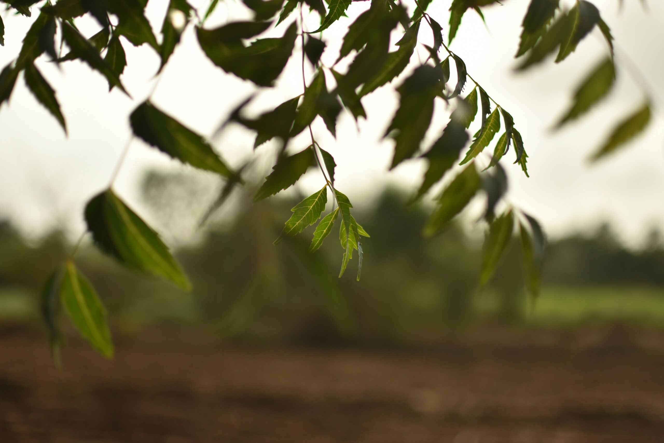 neem leaves benefits in hindi : रोज सुबह चबाएं नीम की पत्तियां, त्वचा और सेहत से जुड़ी कई समस्याओं से होगा बचाव